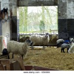 sheep-in-barn-g5a06g